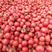 费县精品硬粉西红柿大量上市，商场超市专供，实力代收