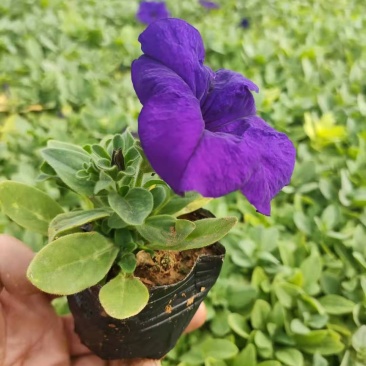 矮牵牛双色盆矮牵牛时令草花五一草花租摆