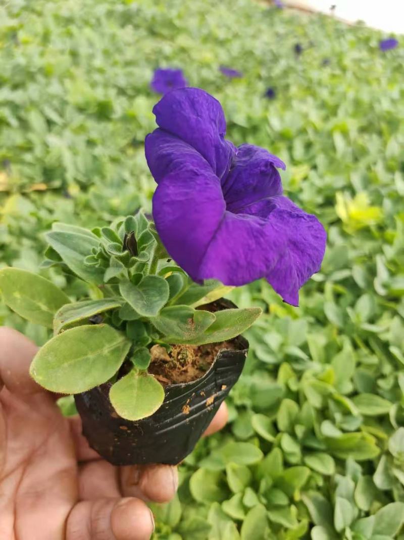 矮牵牛双色盆矮牵牛时令草花五一草花租摆