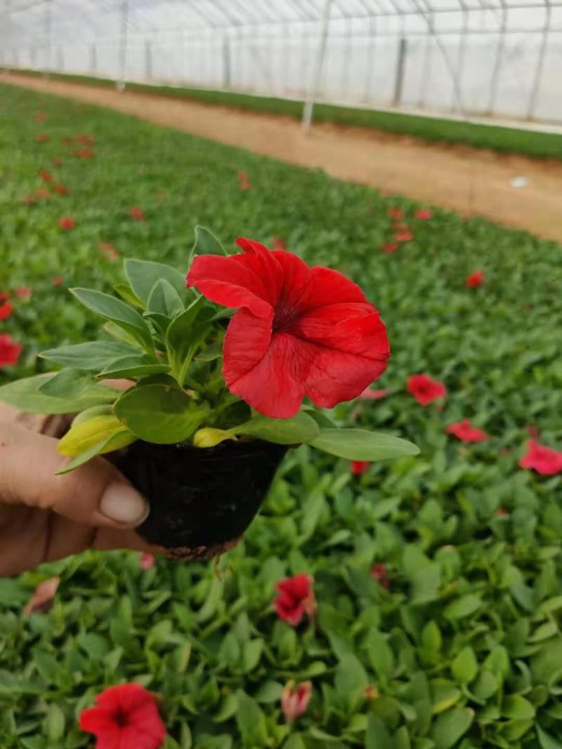 矮牵牛双色盆矮牵牛时令草花五一草花租摆