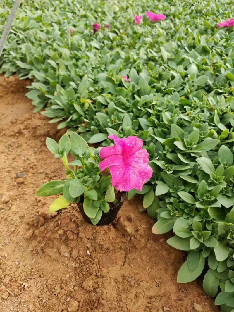 矮牵牛双色盆矮牵牛时令草花五一草花租摆
