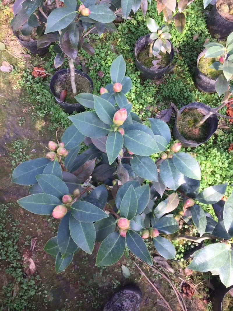 茶花香茶香妃烈香永福花卉基地直销