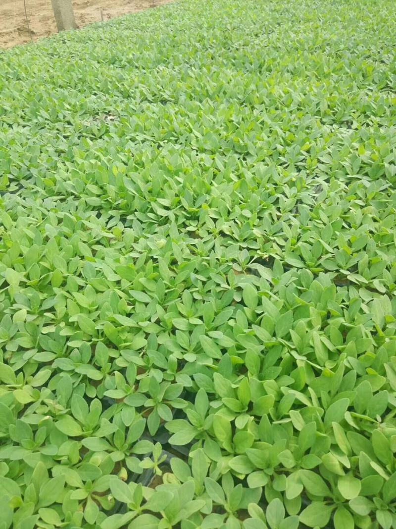 牵牛穴盘苗时令草花小苗种植基地