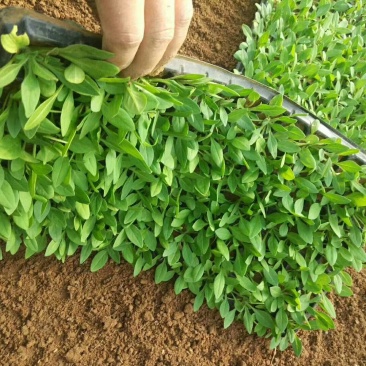 牵牛穴盘苗时令草花小苗种植基地