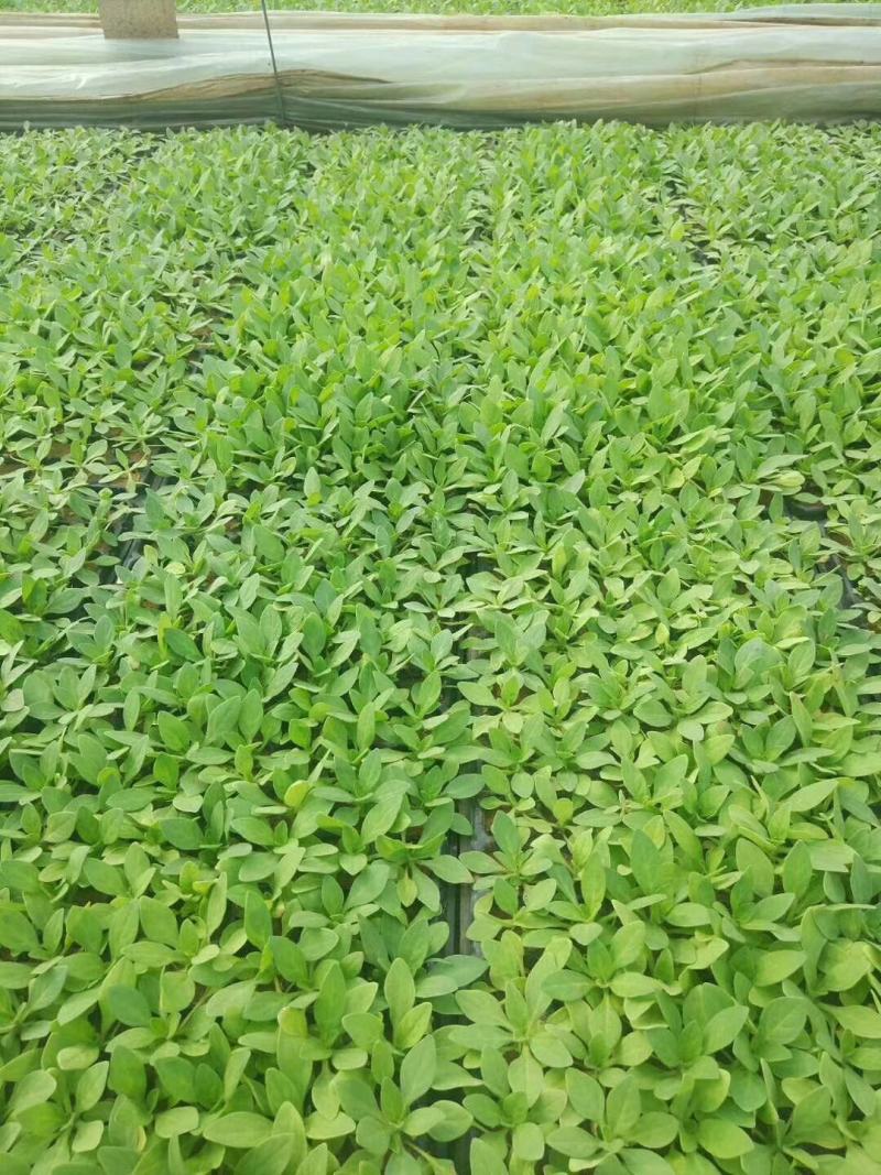 牵牛穴盘苗时令草花小苗种植基地