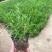屋顶绿化佛甲草绿叶佛甲草金叶佛甲草种植基地