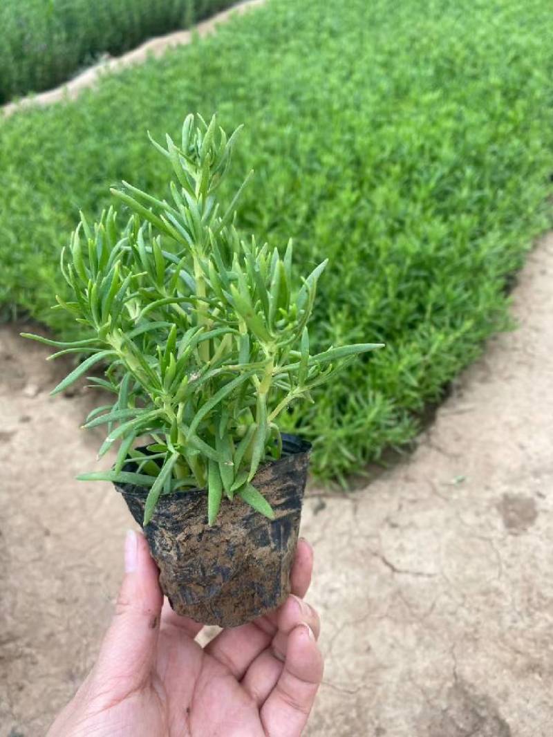 屋顶绿化佛甲草绿叶佛甲草金叶佛甲草种植基地