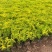 屋顶绿化佛甲草绿叶佛甲草金叶佛甲草种植基地