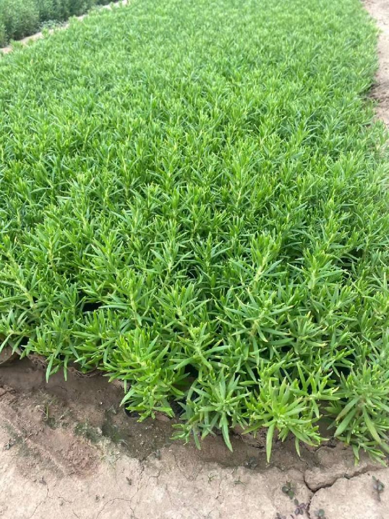 屋顶绿化佛甲草绿叶佛甲草金叶佛甲草种植基地