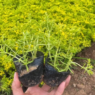 屋顶绿化佛甲草绿叶佛甲草金叶佛甲草种植基地