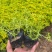 屋顶绿化佛甲草绿叶佛甲草金叶佛甲草种植基地