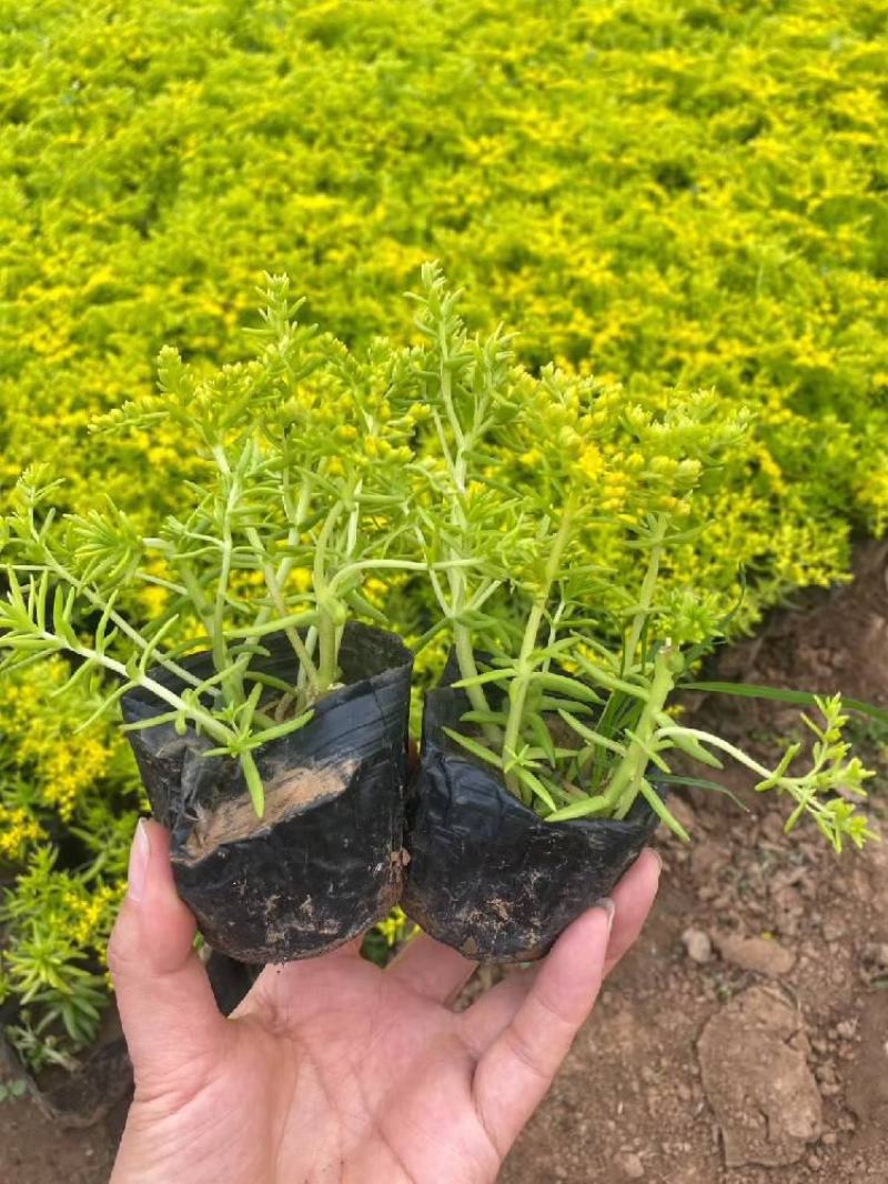 屋顶绿化佛甲草绿叶佛甲草金叶佛甲草种植基地