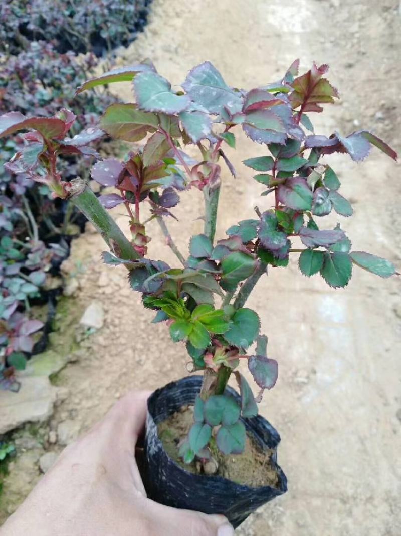 大花月季两年生月季三年生月季品种月季种植基地
