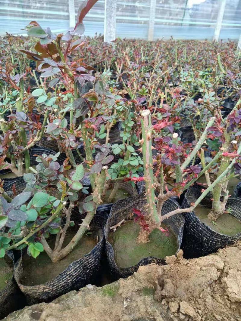 大花月季两年生月季三年生月季品种月季种植基地