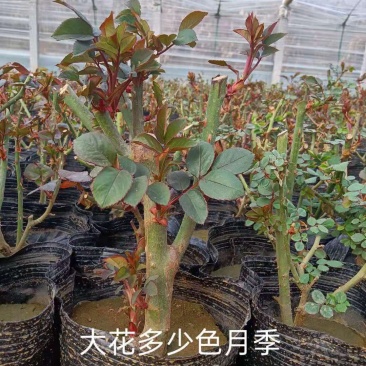 大花月季两年生月季三年生月季品种月季种植基地