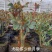 大花月季两年生月季三年生月季品种月季种植基地