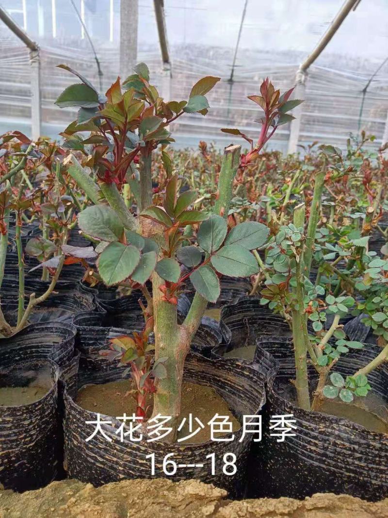大花月季两年生月季三年生月季品种月季种植基地