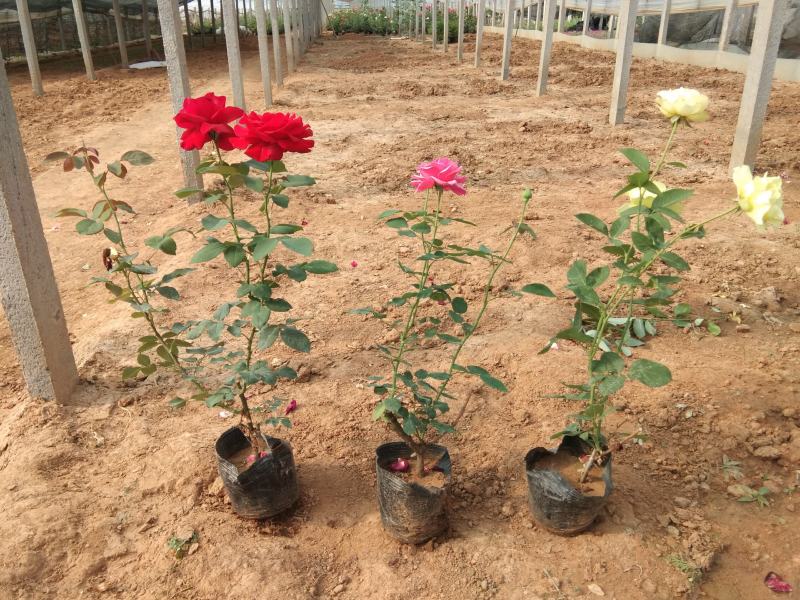 大花月季两年生月季三年生月季品种月季种植基地