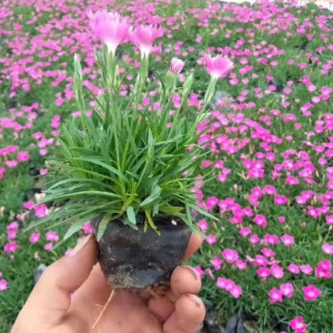 欧石竹双色盆欧石竹花海花卉
