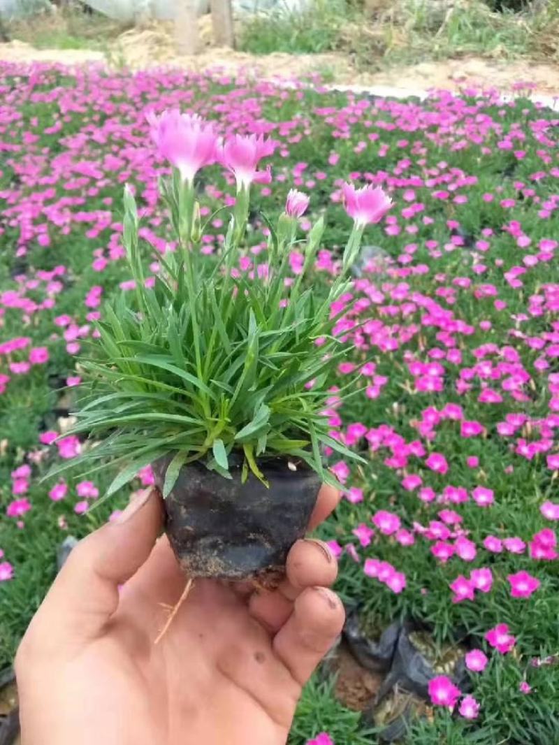 欧石竹双色盆欧石竹花海花卉