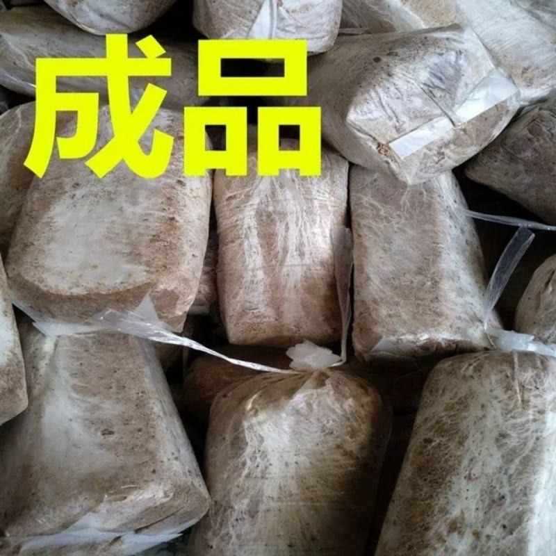 茯苓菌种大栽培种茯苓鲜货包回收……………