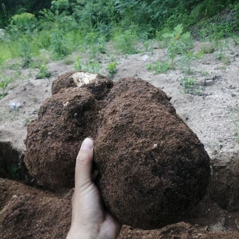 茯苓菌种大栽培种茯苓鲜货包回收……………