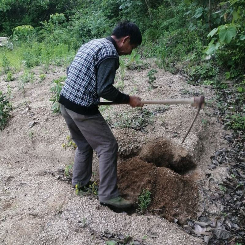 茯苓菌种大栽培种茯苓鲜货包回收……………