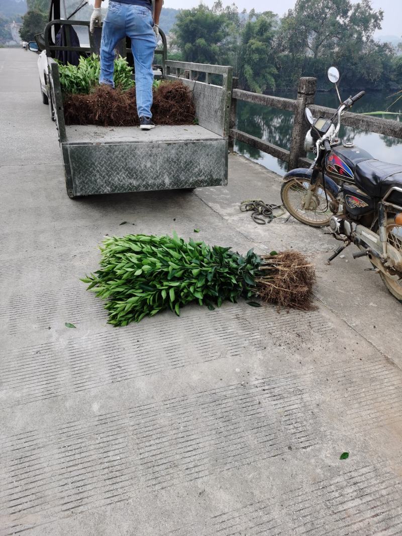 荔浦万兴生态农业，正宗沃柑地苗，叶面清秀，根须好