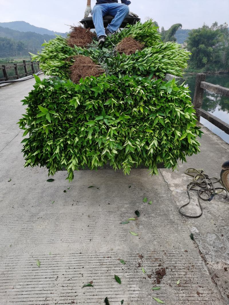荔浦万兴生态农业，正宗沃柑地苗，叶面清秀，根须好