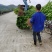 荔浦万兴生态农业，正宗沃柑地苗，叶面清秀，根须好