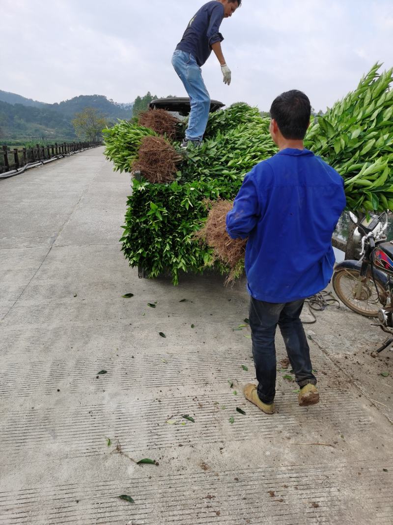荔浦万兴生态农业，正宗沃柑地苗，叶面清秀，根须好