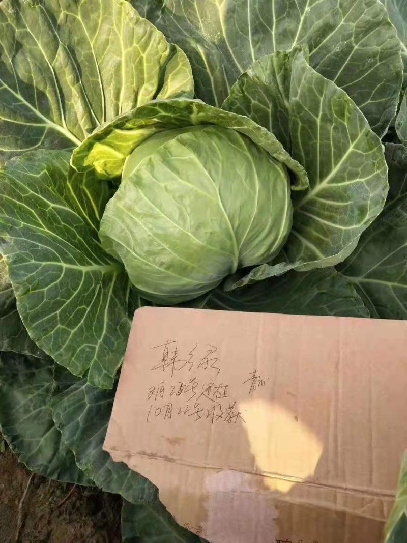 韩绿甘蓝种孑（松型黄心水果型甘蓝品种）全国包邮
