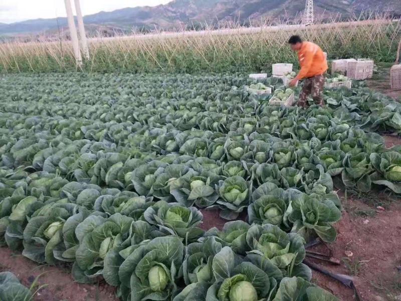 韩绿甘蓝种孑（松型黄心水果型甘蓝品种）全国包邮