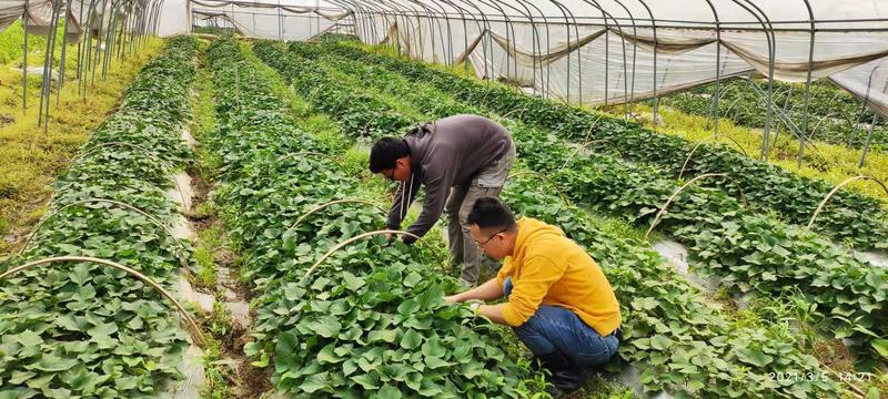 玛莎莉红薯苗一日本品种，甜度高达40以上的，适合蒸烤品种