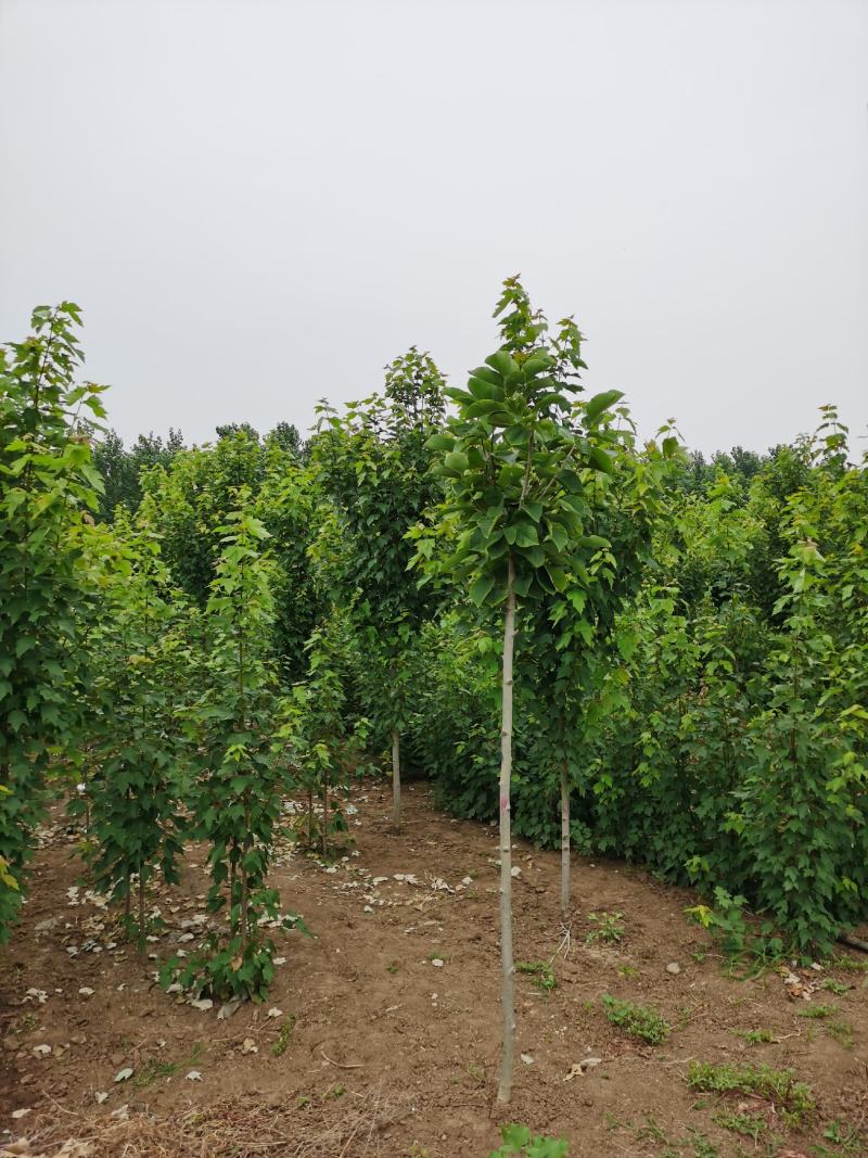 红枫红冠小苗到大苗自有种植基地价格美丽各种规格均有