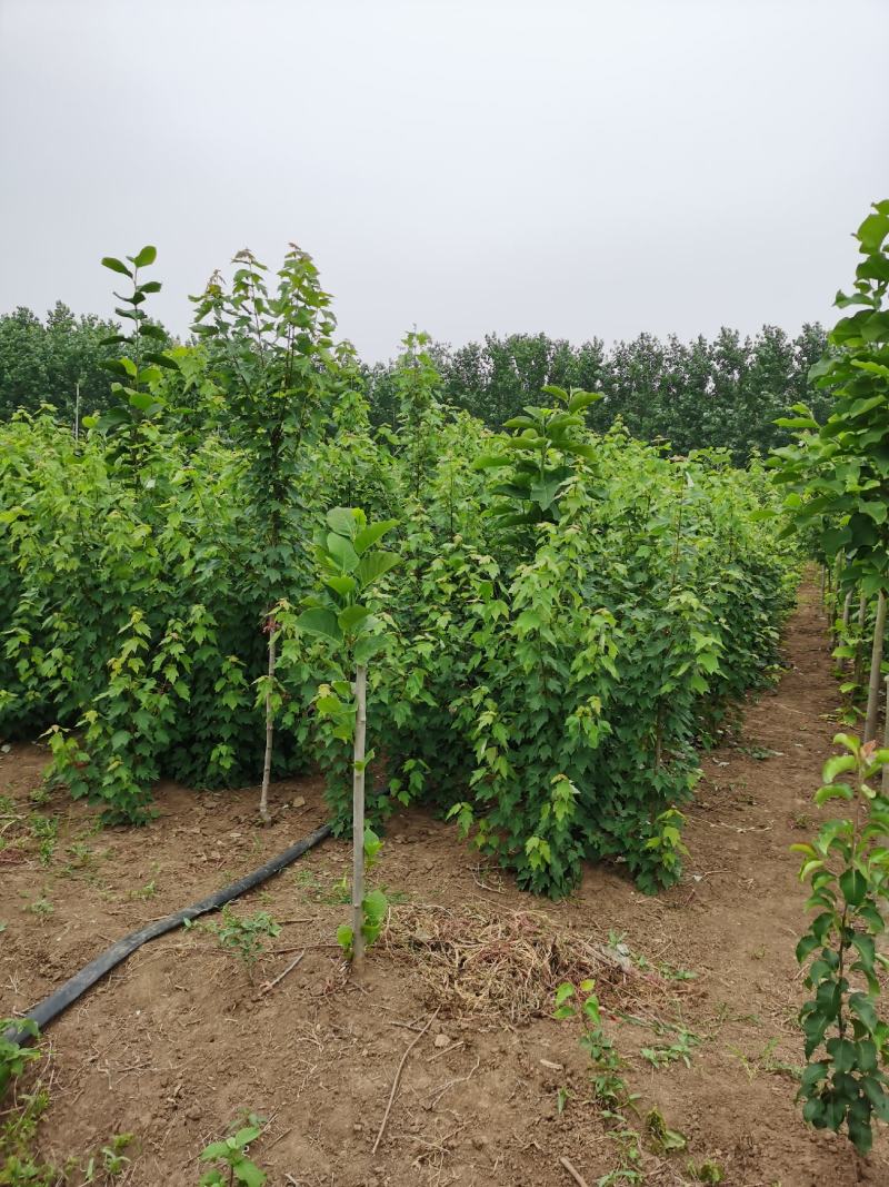 红枫红冠小苗到大苗自有种植基地价格美丽各种规格均有