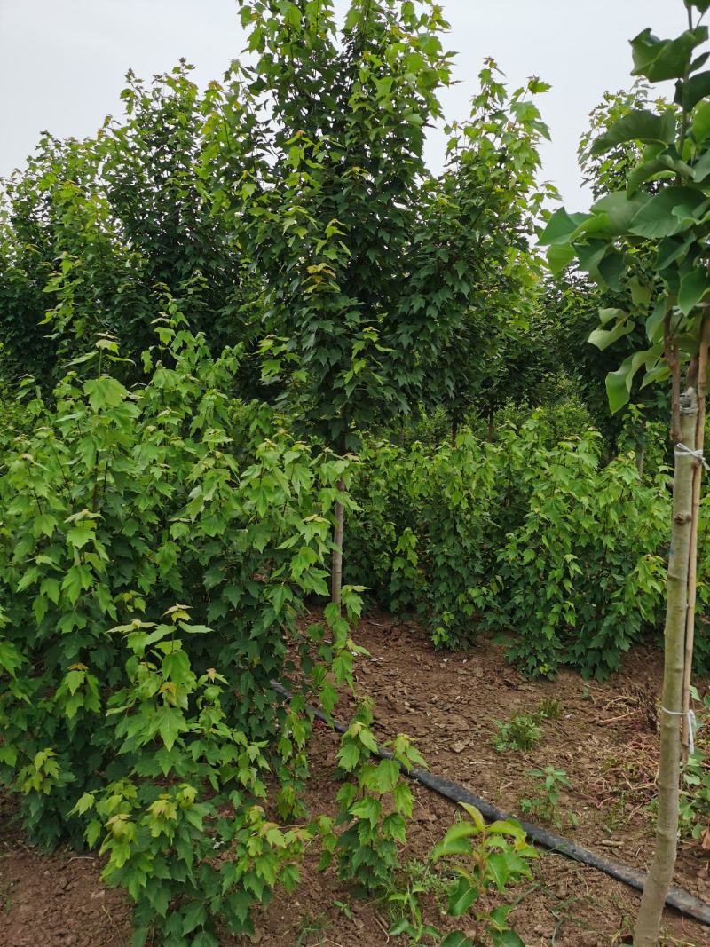 红枫红冠小苗到大苗自有种植基地价格美丽各种规格均有