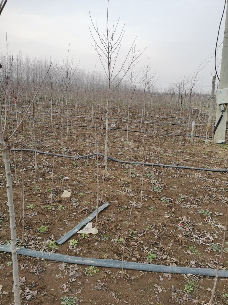 红枫红冠小苗到大苗自有种植基地价格美丽各种规格均有