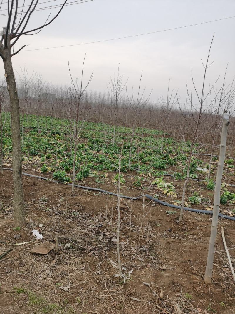 红枫红冠小苗到大苗自有种植基地价格美丽各种规格均有