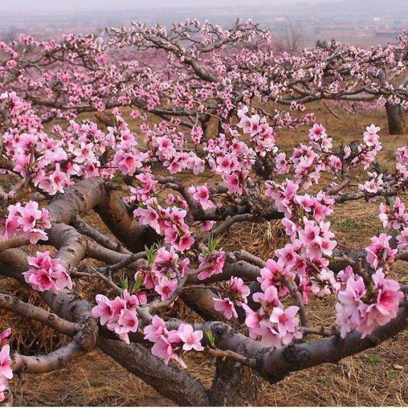 园林绿化苗木庭院盆栽植物花卉桃花树苗桃树苗许愿树辟邪树花