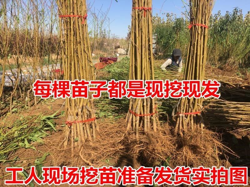 园林绿化苗木庭院盆栽植物花卉桃花树苗桃树苗许愿树辟邪树花