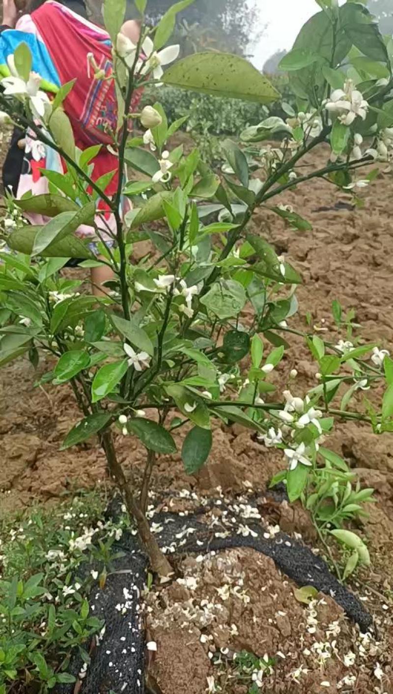 新品种脐橙嫁接橙子树苗全红心血橙苗晚熟红玉红肉血橙苗包邮