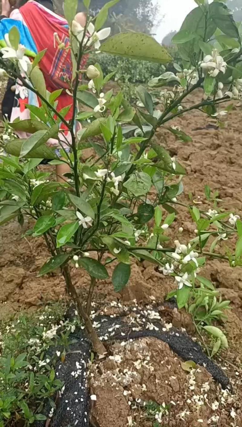 新品种脐橙嫁接橙子树苗全红心血橙苗晚熟红玉红肉血橙苗包邮