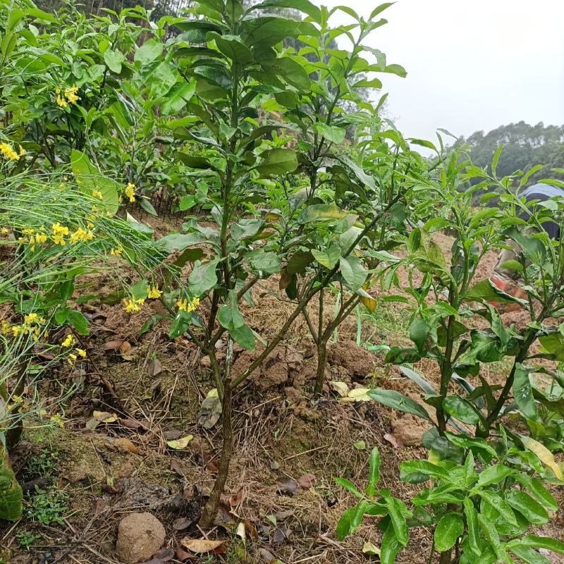 新品种脐橙嫁接橙子树苗全红心血橙苗晚熟红玉红肉血橙苗包邮