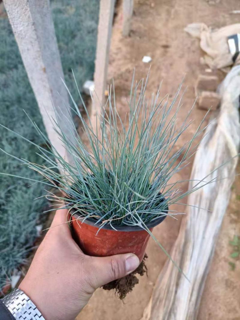 蓝羊茅双色盆蓝羊茅观赏草种植基地