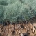 蓝羊茅双色盆蓝羊茅观赏草种植基地