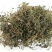 鹅不食草50克正品中药材鹅不食草野生新鲜干