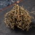 鹅不食草50克正品中药材鹅不食草野生新鲜干