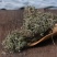 鹅不食草50克正品中药材鹅不食草野生新鲜干