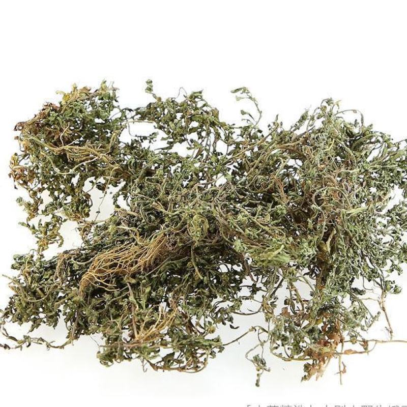 鹅不食草50克正品中药材鹅不食草野生新鲜干
